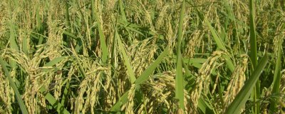 陵優(yōu)716水稻種子介紹，全生育期135～162天