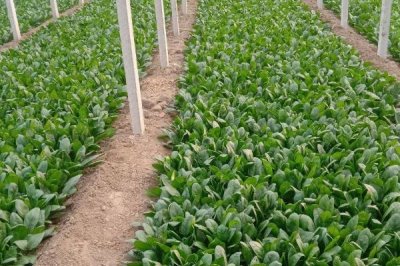 越冬菠菜什么時(shí)候種植，可在平均氣溫在17-19℃時(shí)播種