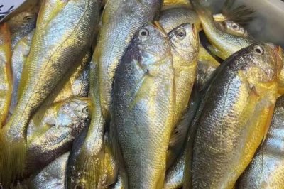 小黃魚的產(chǎn)地，我國舟山群島附近海區(qū)常見