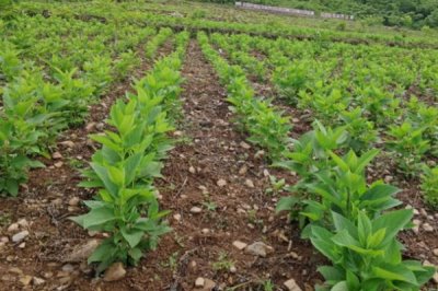 玄參的種植技術(shù)，選擇肥沃的腐殖質(zhì)土和沙壤土為佳
