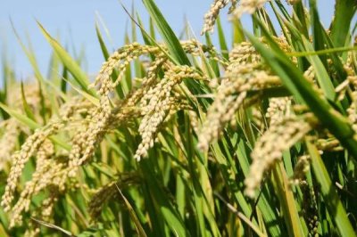 寧粳59號(hào)水稻種子簡介，播種期4月15日左右