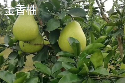 湖南張家界的特產(chǎn)，葛根粉最為出名
