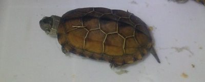 草龜能活多久，在二十歲到三十歲左右