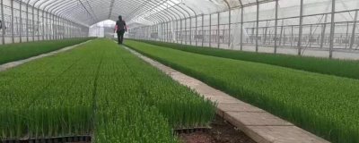 大蔥怎么育苗，9-10月份可開(kāi)溝條播