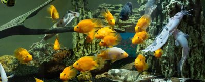 養(yǎng)魚的注意事項(xiàng)，養(yǎng)魚前要先養(yǎng)水