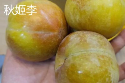 早紅李的產(chǎn)地，原產(chǎn)于日本