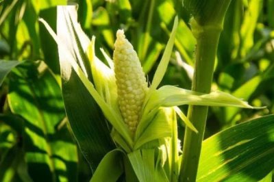 玉米什么時候開花，因播種時間不同而不同