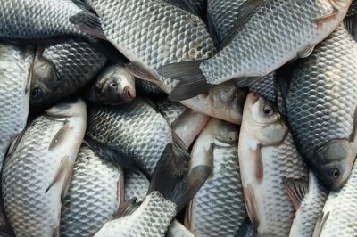 鯽魚的價(jià)格，一般10-15元一斤