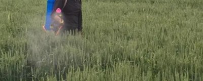 小麥的管理及用藥方法，不同生長階段的管理方法不同