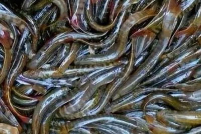 農(nóng)村養(yǎng)刺鰍魚的前景，目前來看前景比較樂觀