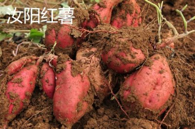 河南省汝陽(yáng)縣特產(chǎn)介紹，歷史名酒杜康的發(fā)祥地
