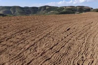 甘薯高產種植方法，深耕土壤有助提高產量
