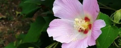 木芙蓉花的寓意，寓意純潔美麗、富貴吉祥等