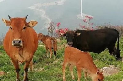 牛無法站立怎么治療，可在飼料中添加礦物質(zhì)和微量元素