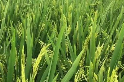 Q兩優(yōu)1606水稻種子介紹，每畝插足基本苗8－10萬