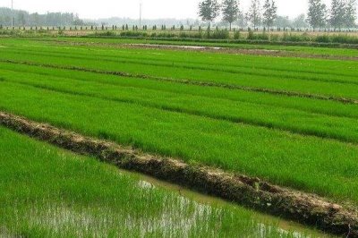 吉粳325水稻種子特點，生育期間注意及時防治稻瘟病