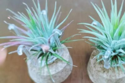 有哪些可以凈化室內空氣的花卉植物，包括蘆薈、吊蘭、白掌等品種