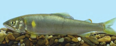 野生香魚的市場價格，高達(dá)500元一斤