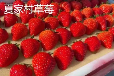 遼寧省丹東市的特色水果，夏家村草莓達(dá)到無(wú)公害綠色食品標(biāo)準(zhǔn)