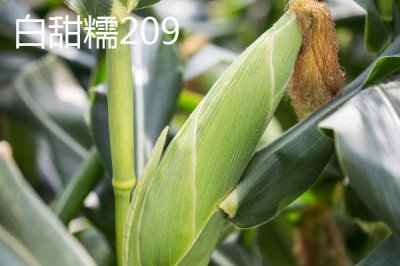 適合江蘇種植的玉米品種，常見(jiàn)的有這4種