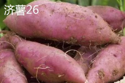 甘薯優(yōu)良的新品種介紹，不同品種的種植時(shí)間不同