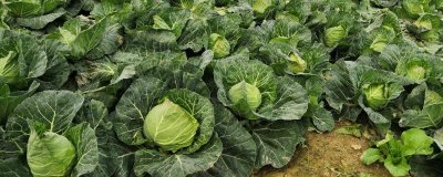 哪些作物適合在7月份種植，包括甘藍、番茄、辣椒等蔬菜