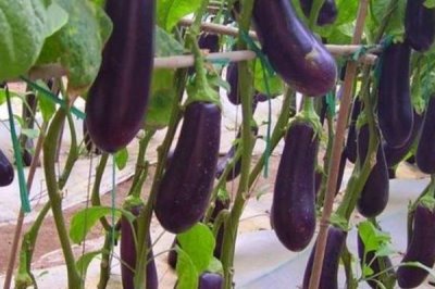 茄子結(jié)果多久成熟，大約10天左右成熟