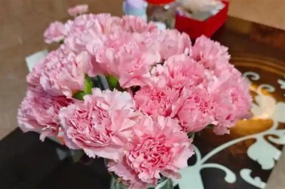 康乃馨的花語，寓意母愛之情、尊敬之情等