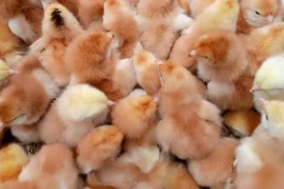 土雞的散養(yǎng)要點，一定要選擇好一點的雞苗