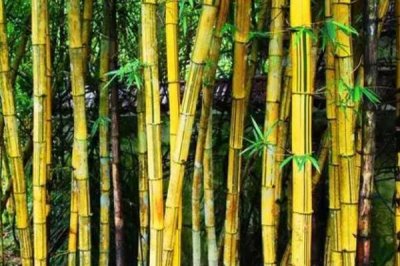 外直中通襟懷若谷是哪種植物，形容的是竹子
