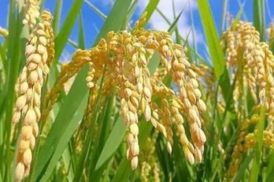 福兩優(yōu)366水稻種簡介，全生育期119～153天