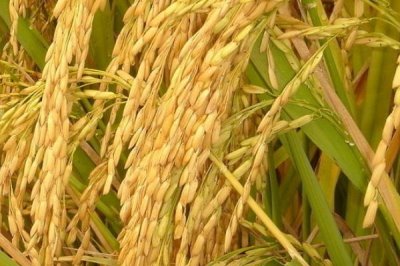 H兩優(yōu)1號水稻品種的特性，每畝秧田播種量15千克