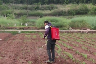 如何正確施用微生物農藥，要均勻噴灑