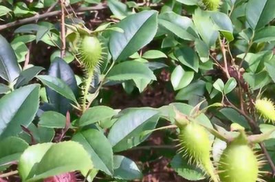 金櫻子的形態(tài)特征，高可達(dá)5米且小枝粗壯
