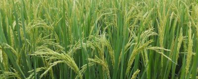 墾樂1水稻種子介紹，該品種主莖12片葉