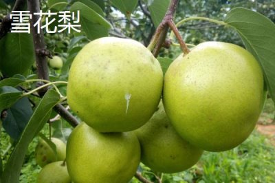 河北石家莊有哪些特色水果，著名特產(chǎn)包括雪花梨