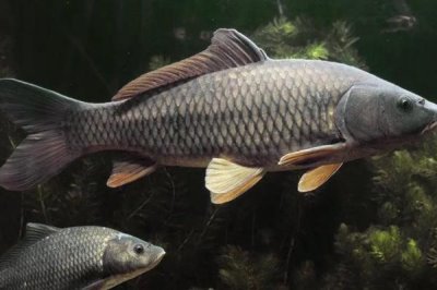 10米魚竿怎么拋出去，多數(shù)都是用長竿短線