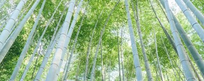 外直中通襟懷若谷是哪種植物，形容的是竹子