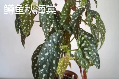 高端名貴的花卉綠植，寶蓮燈既華麗又雍容大氣
