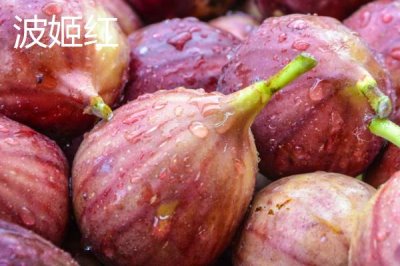 無(wú)花果的產(chǎn)地，在國(guó)內(nèi)主產(chǎn)于山東、江蘇、廣東、陜西等省份