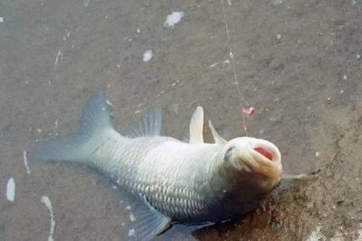 冬天釣鯽魚需要多長(zhǎng)的子線，需要考慮垂釣的水域深度