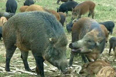 野豬的養(yǎng)殖方法，根據(jù)養(yǎng)殖場的規(guī)模來決定購買數(shù)量