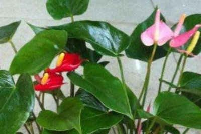 紅掌不開(kāi)花的原因，光照不足或肥料不足均會(huì)導(dǎo)致