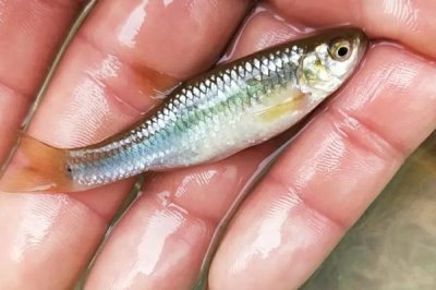 麥穗魚(yú)是什么魚(yú),是常見(jiàn)的小型淡水魚(yú)類(lèi)