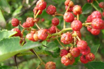花椒的市場(chǎng)價(jià)格，各地區(qū)的售價(jià)有所區(qū)別