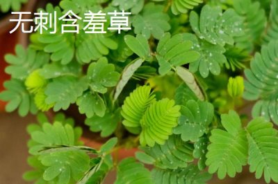 含羞草會不會開花，花期在7-10月之間