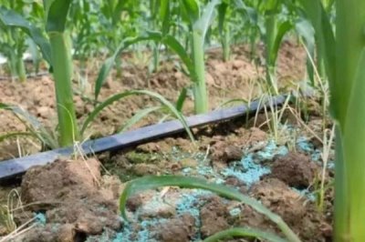 玉米種子播種前注意事項(xiàng)，不可在同一地塊連續(xù)種植