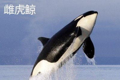 虎鯨有多大多重多長(zhǎng)，雌性和雄性有一定的差別