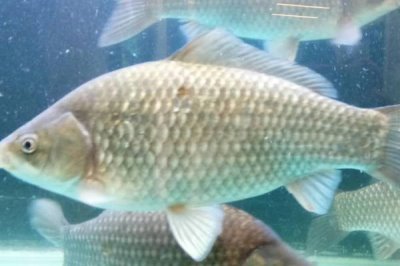 三四斤的鯽魚(yú)是什么品種，主要有以下這6種