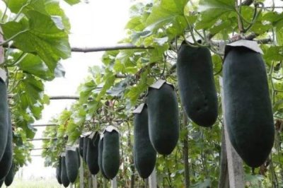 冬瓜對(duì)光照的要求，最好達(dá)到10-12小時(shí)